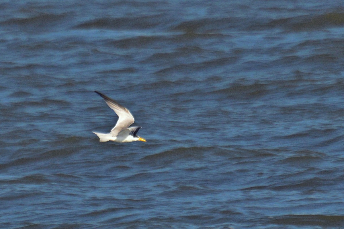 Yellow-billed Tern - ML183893671