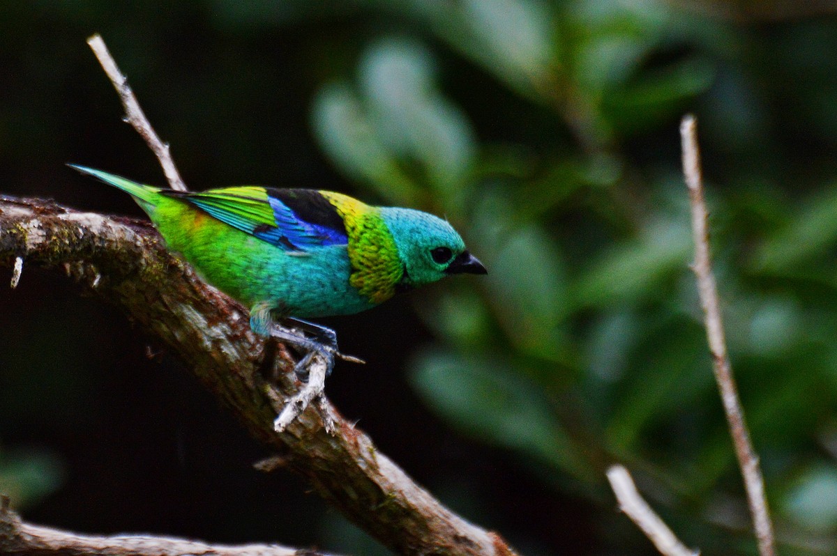 Green-headed Tanager - ML183894501
