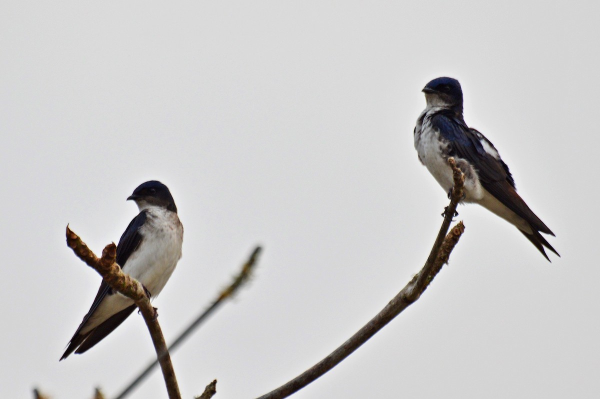 Gray-breasted Martin - ML183894621