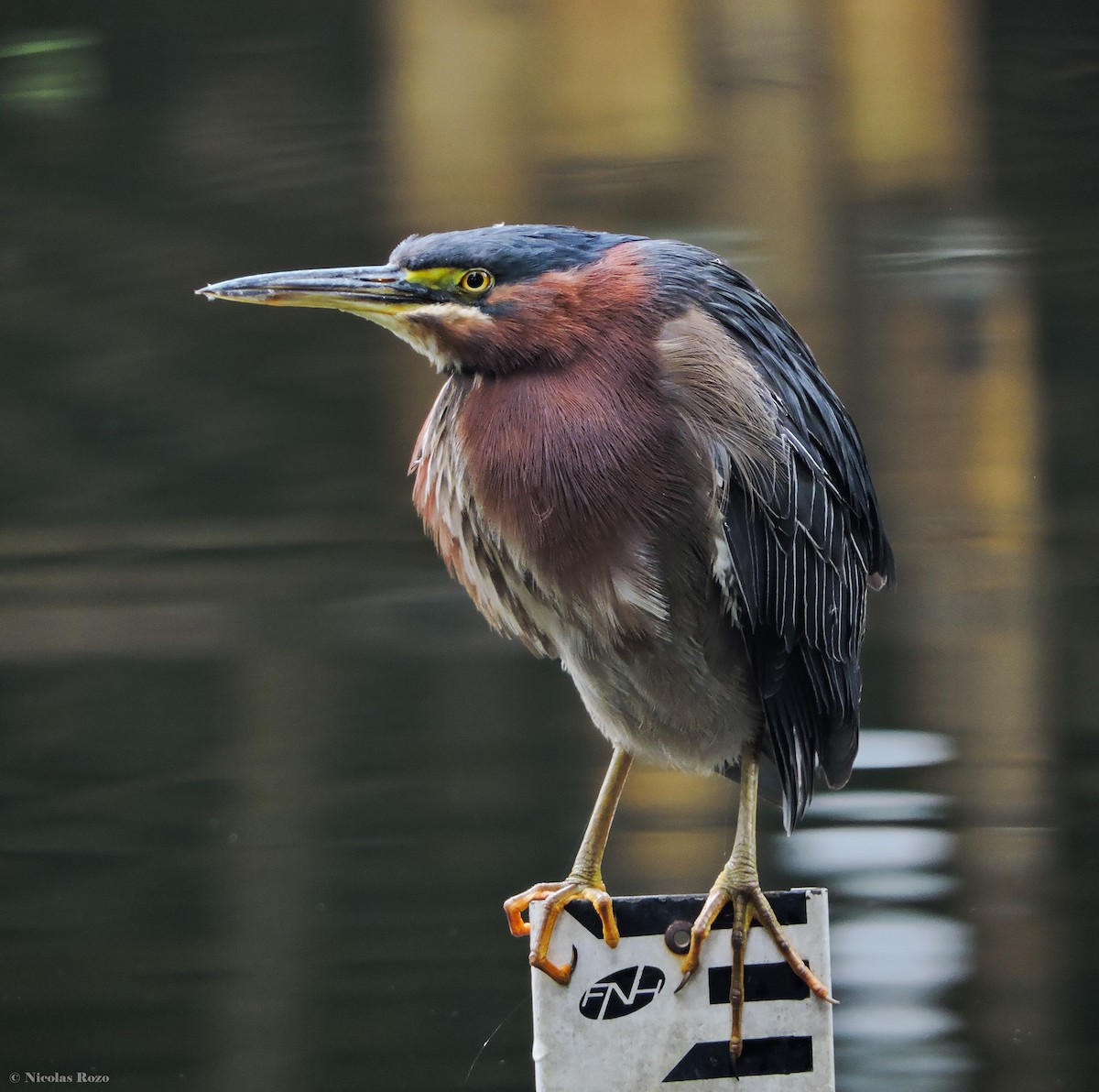 Green Heron - ML183895111