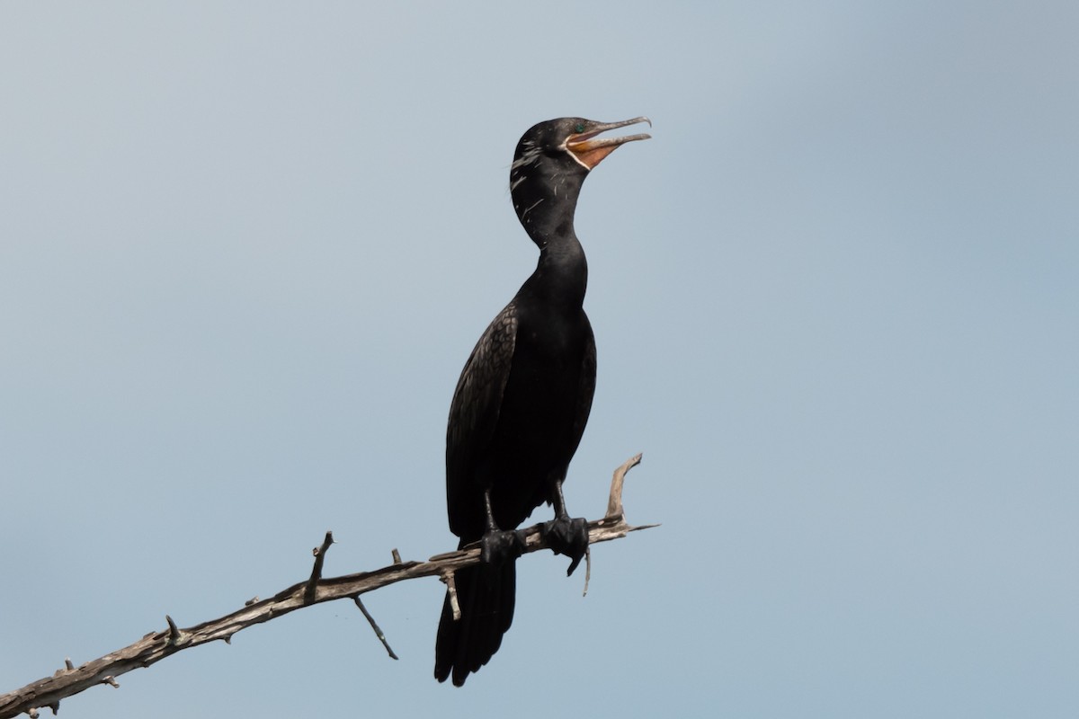 Neotropic Cormorant - Fay Ratta