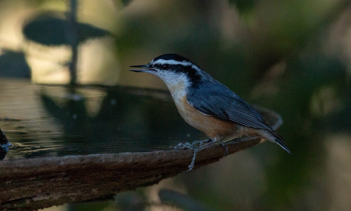 Red-breasted Nuthatch - ML183895491