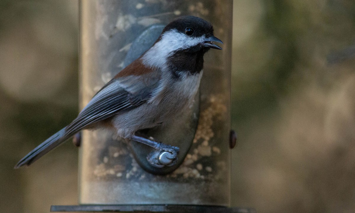 Chestnut-backed Chickadee - ML183895901