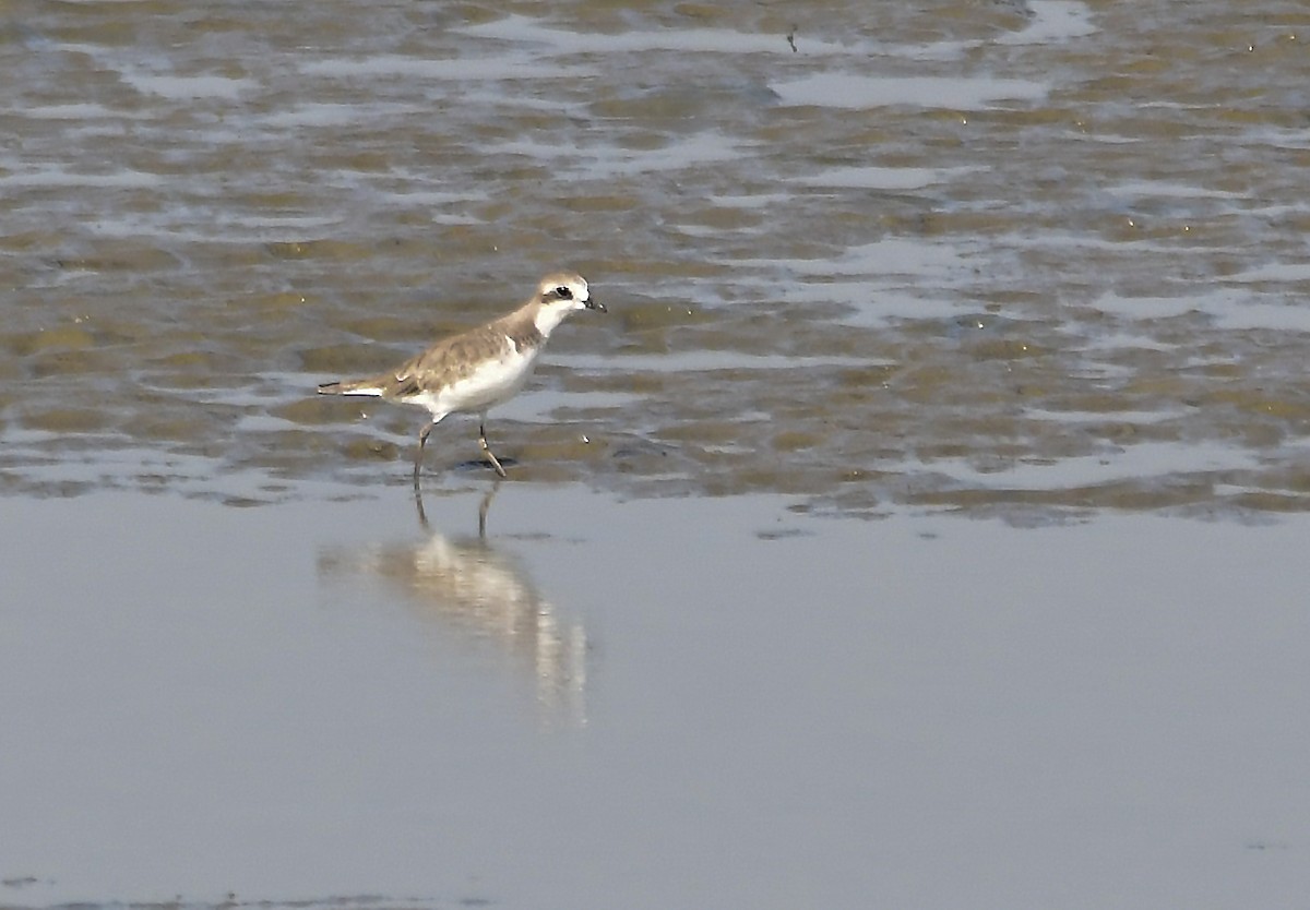 Siberian Sand-Plover - ML183896961