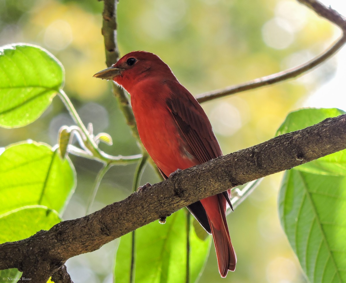 Summer Tanager - Nicolás Rozo