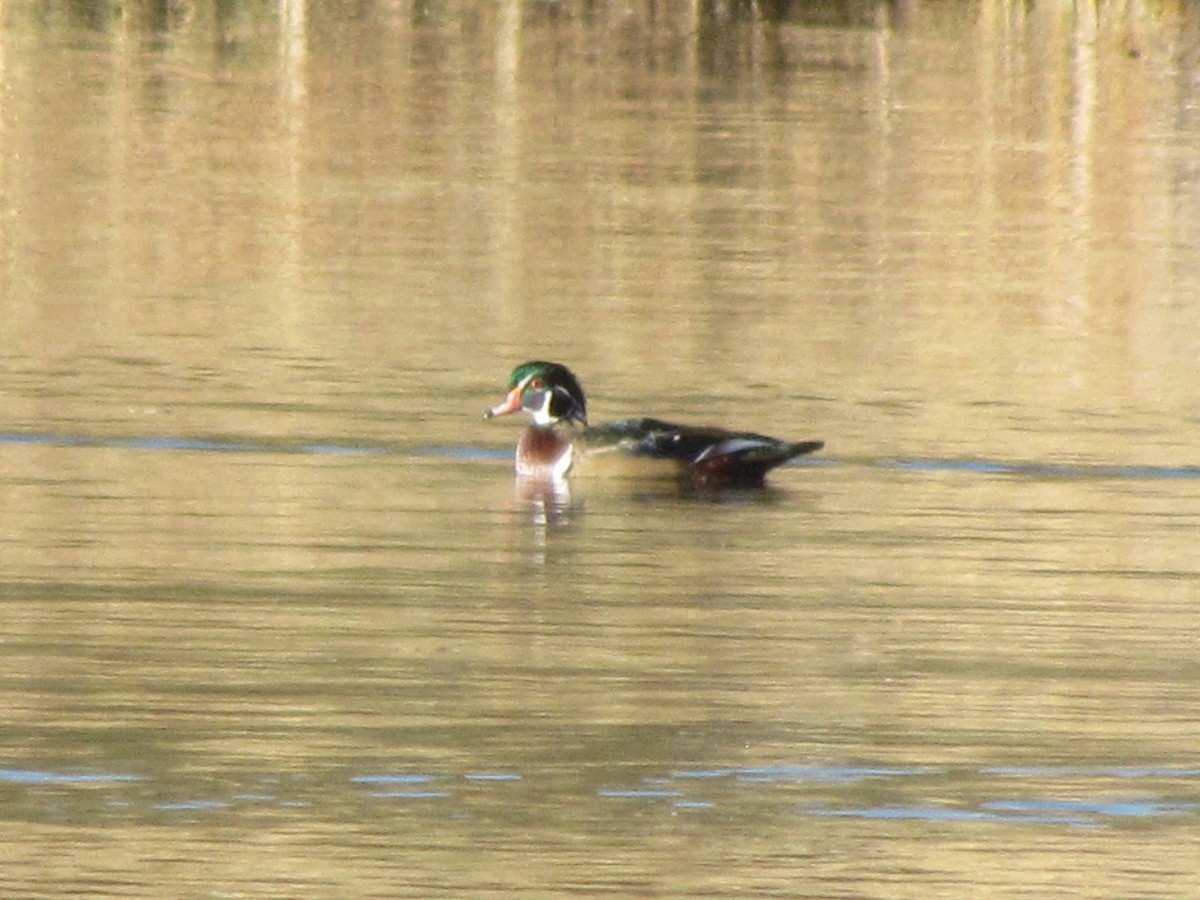 Wood Duck - ML183899261