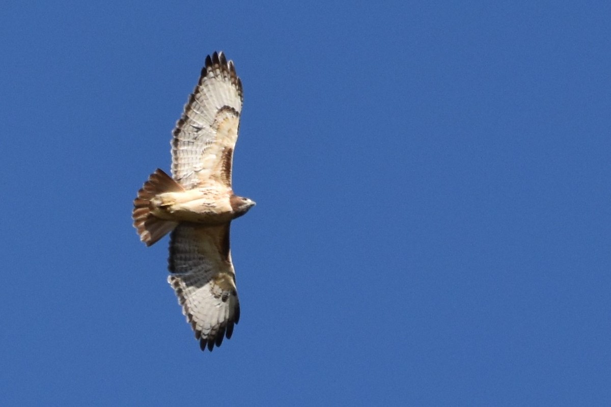 Red-tailed Hawk - Derek Hudgins