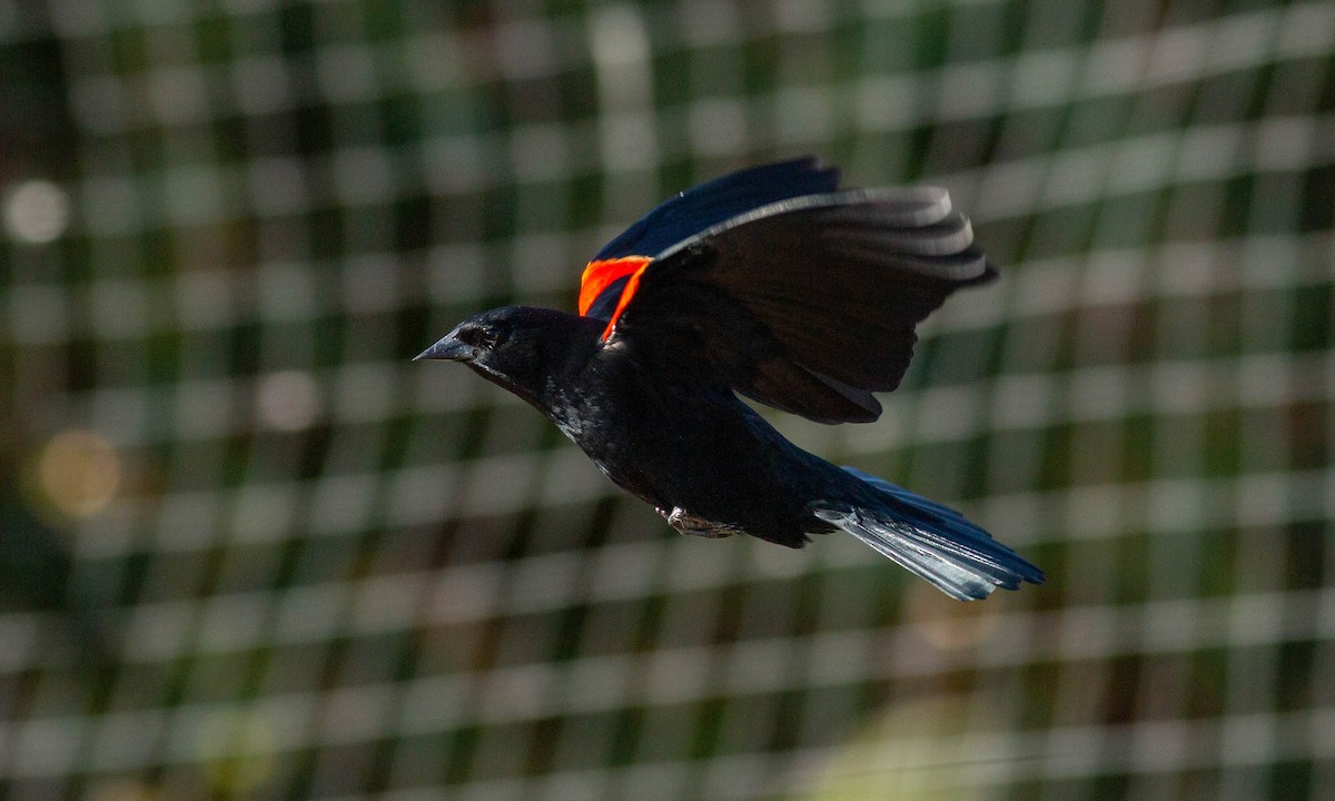 Red-winged Blackbird (California Bicolored) - ML183900461
