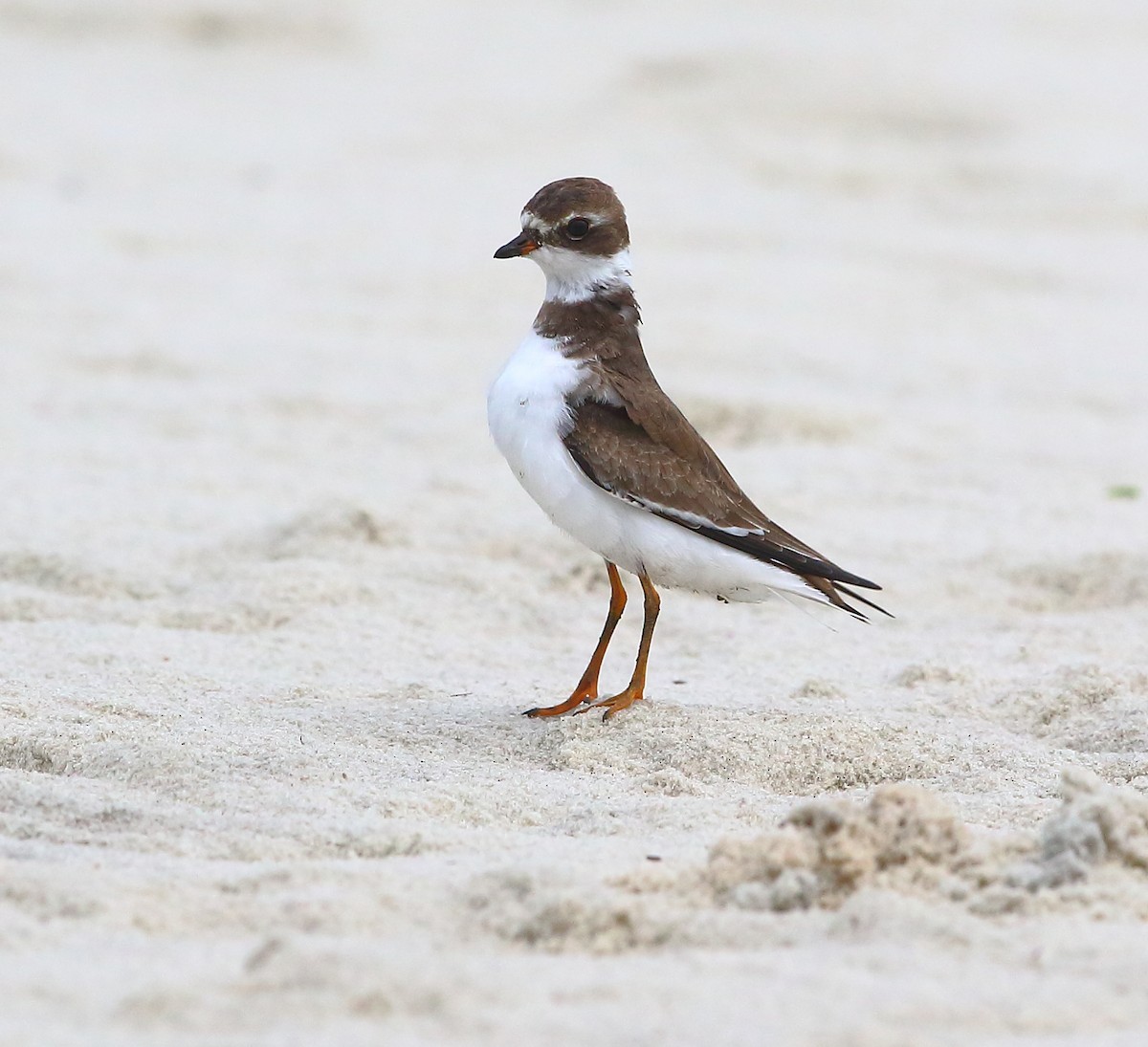 Semipalmated Plover - ML183901761