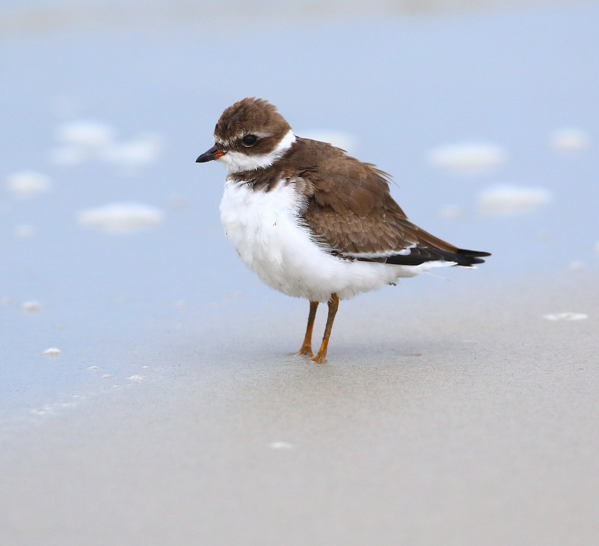 Semipalmated Plover - ML183901811