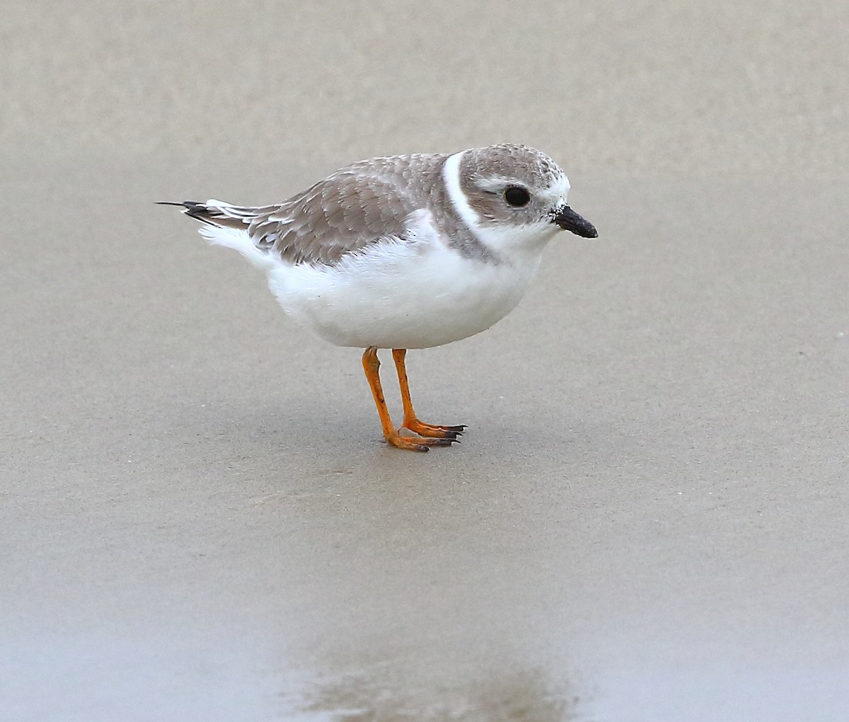 Piping Plover - ML183901921
