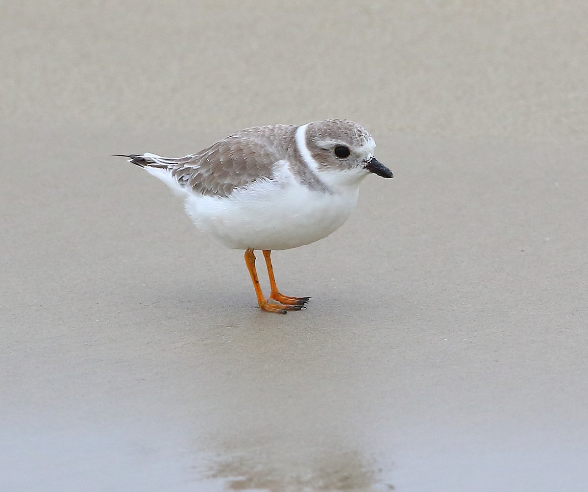 Piping Plover - ML183901931