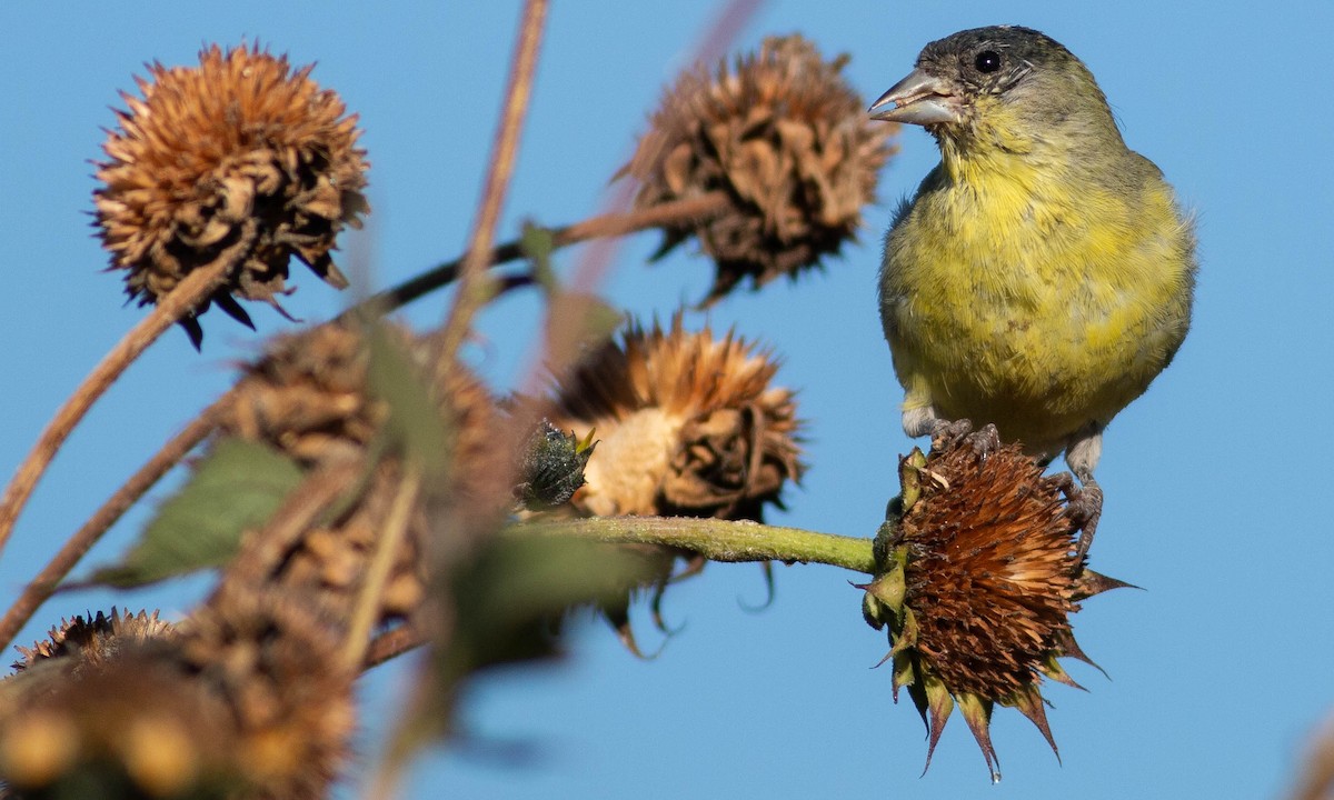 Lesser Goldfinch - ML183902031