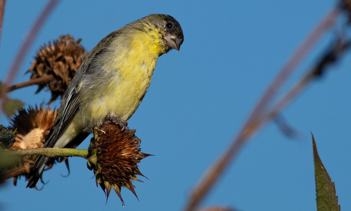 Lesser Goldfinch - Paul Fenwick