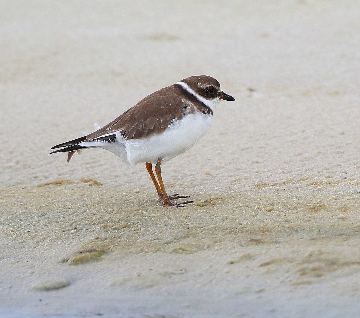 Semipalmated Plover - ML183902231