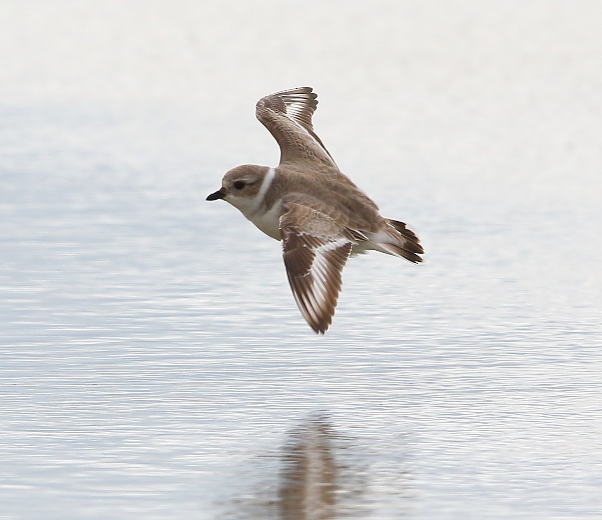 Piping Plover - ML183903121
