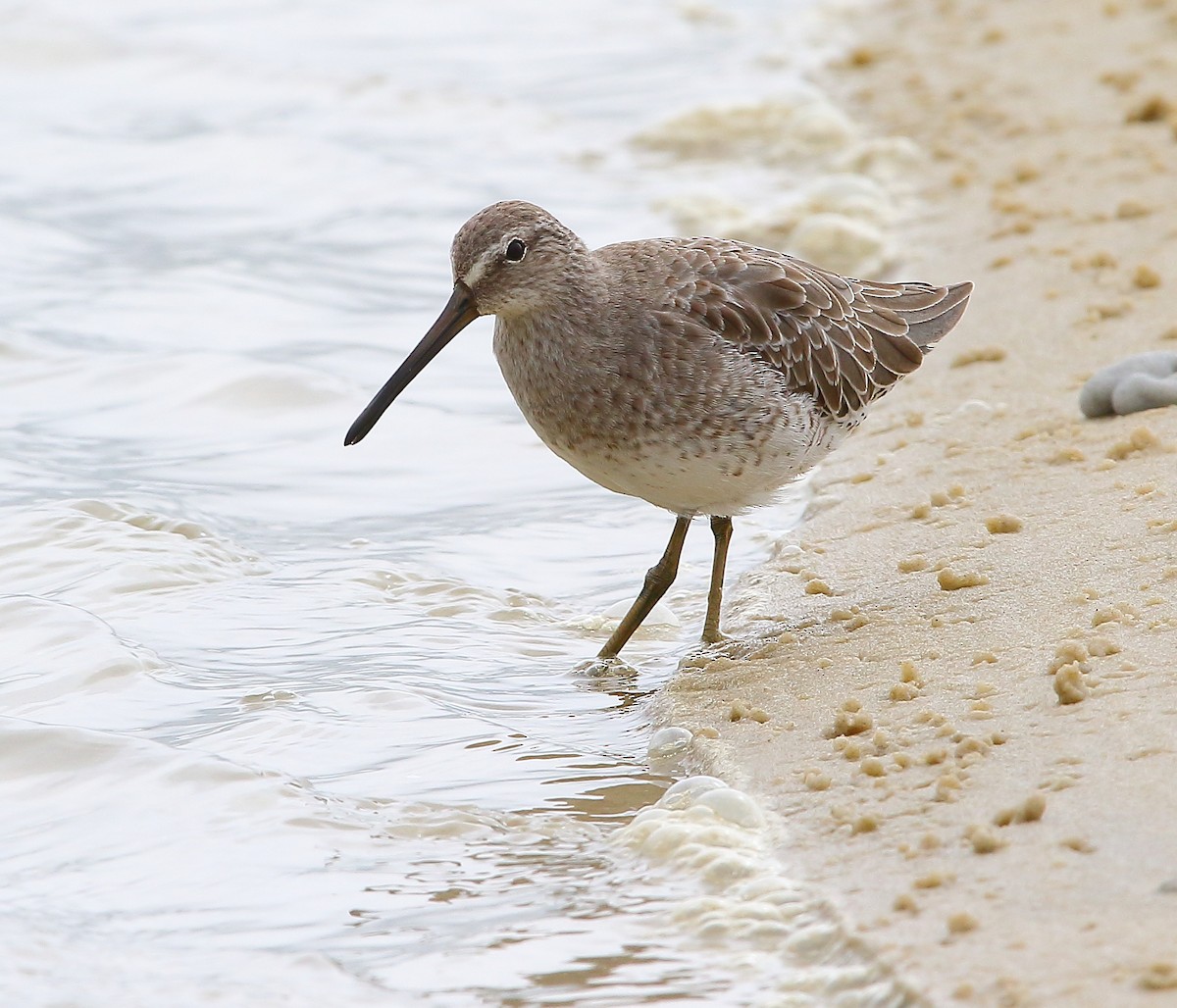 Short-billed Dowitcher - ML183903971