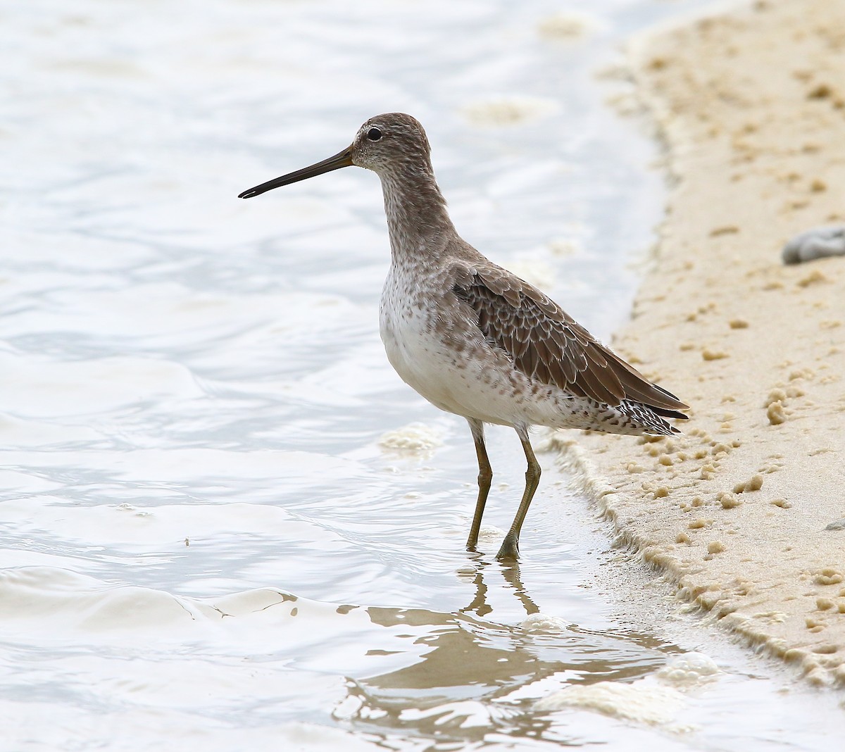 Short-billed Dowitcher - ML183903991