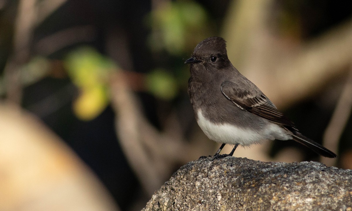 Black Phoebe - ML183904131