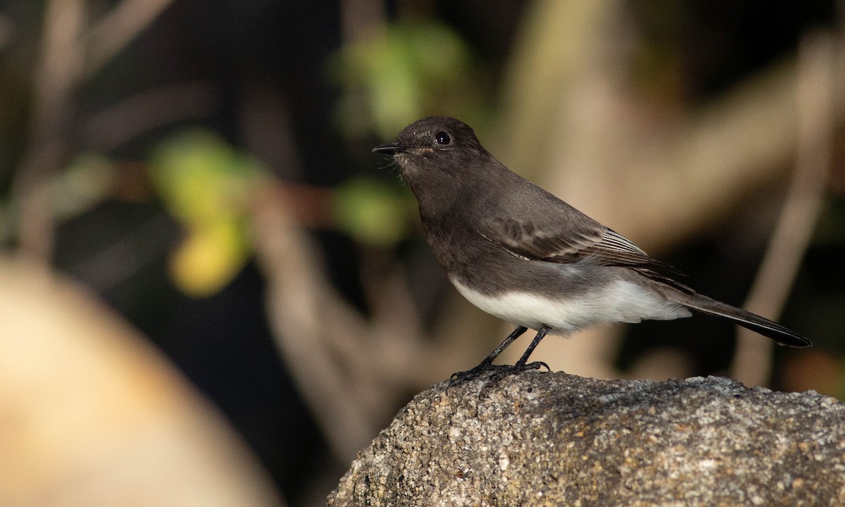 Black Phoebe - ML183904141