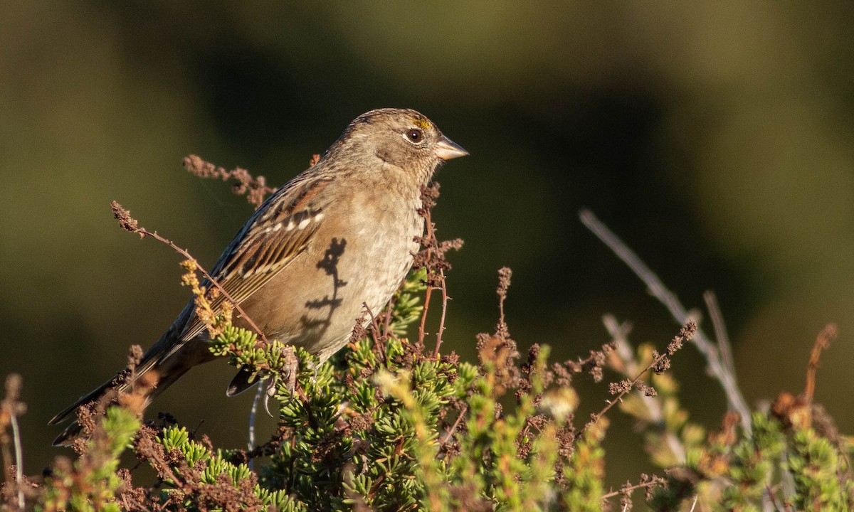 Golden-crowned Sparrow - ML183904551