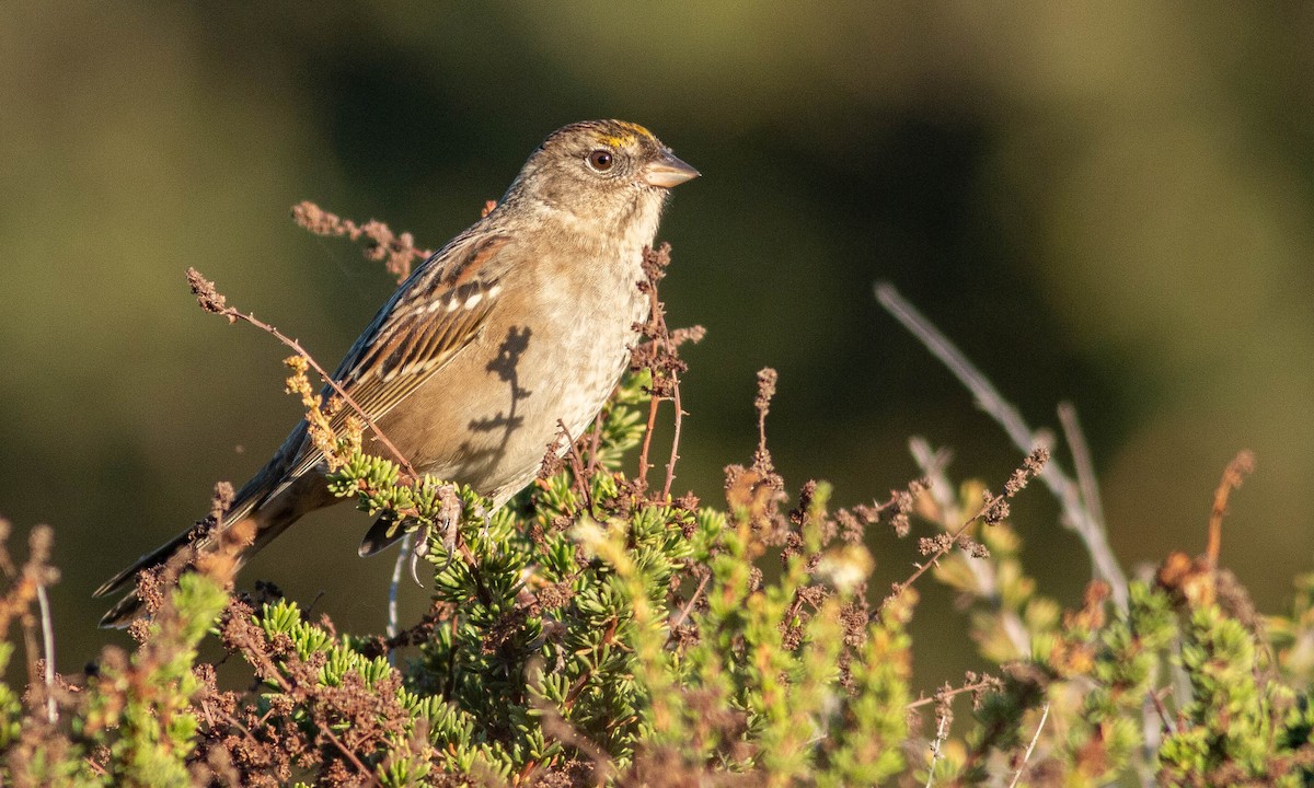 Golden-crowned Sparrow - ML183904561