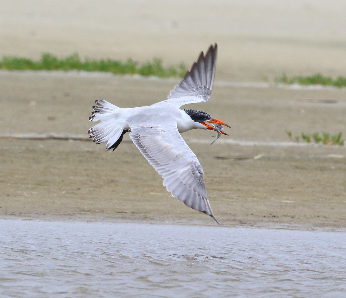 Морин хараалай - ML183904721