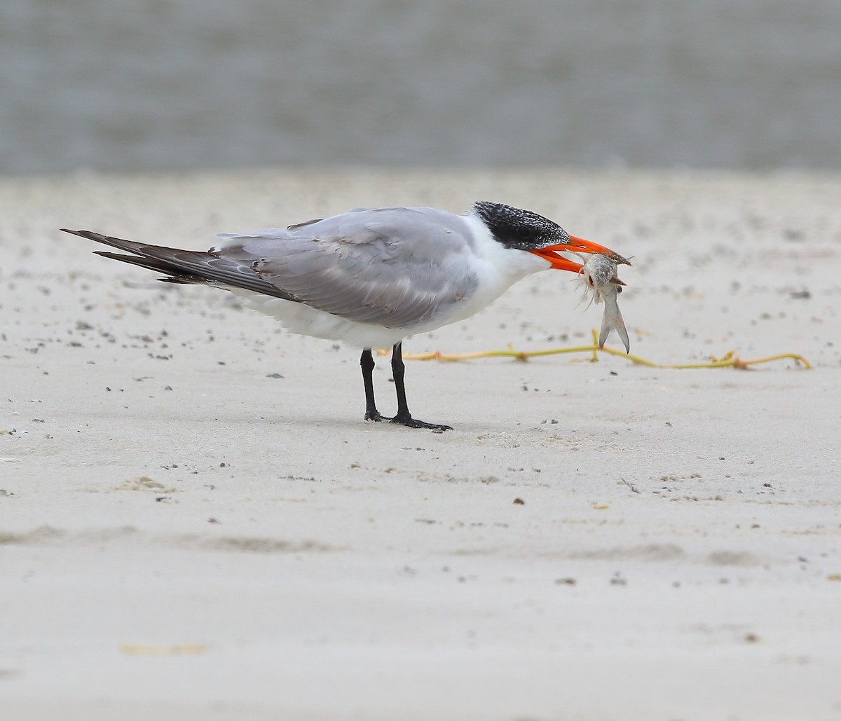 Морин хараалай - ML183904741