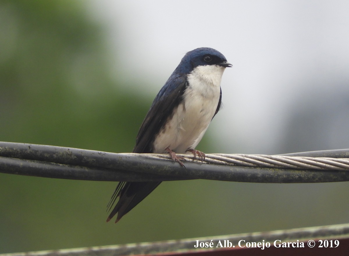 Blue-and-white Swallow - José Alberto Conejo Garcia