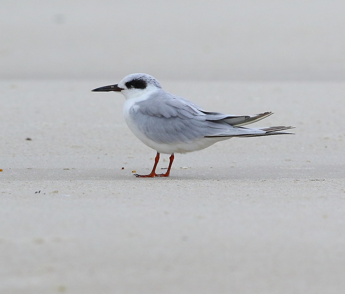 Forster's Tern - ML183904961