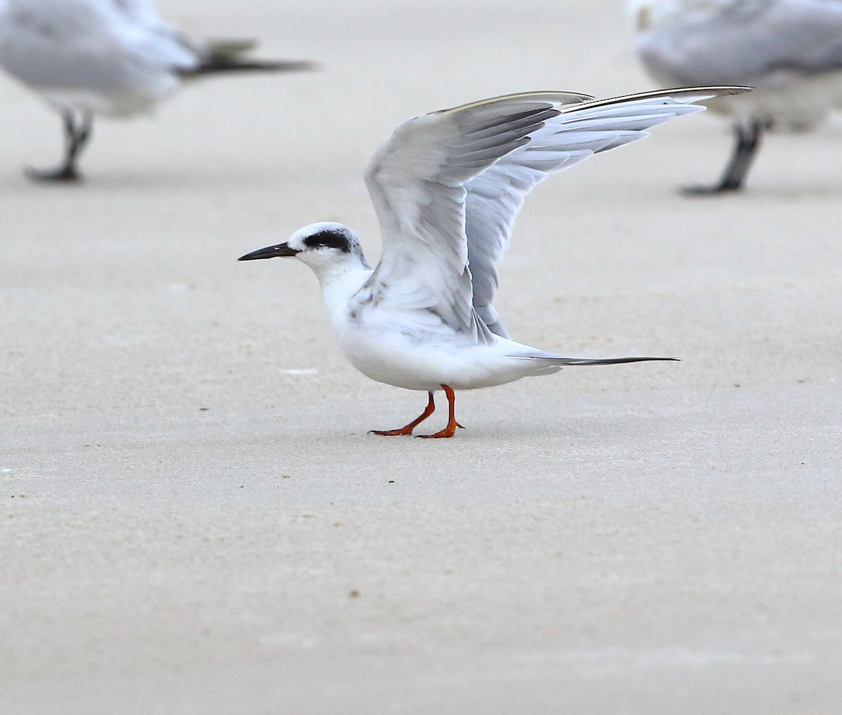 Forster's Tern - ML183905001