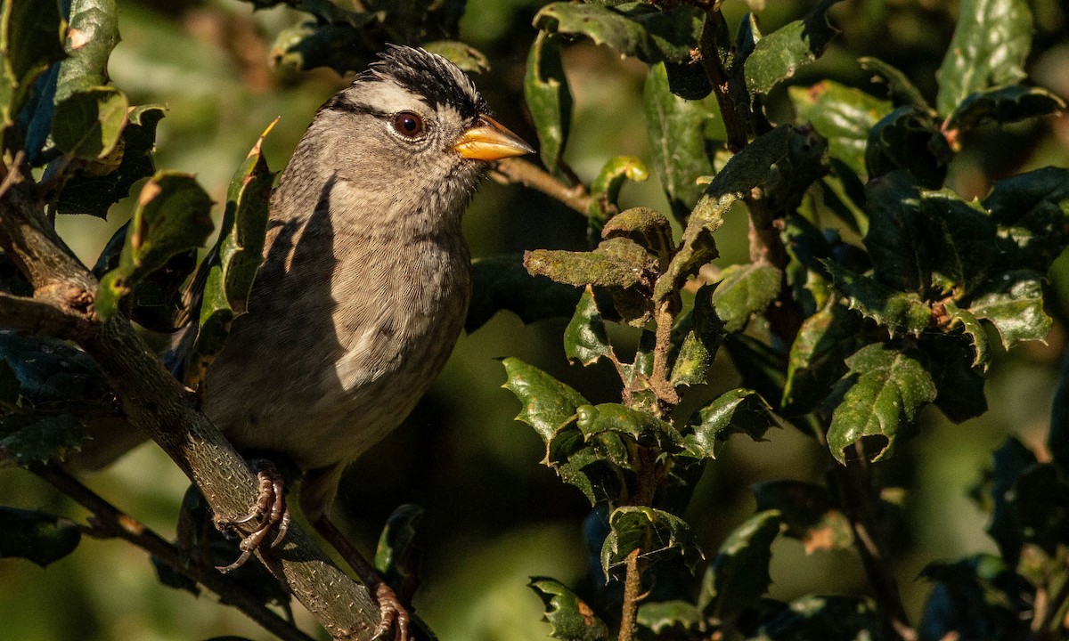 White-crowned Sparrow - ML183905331