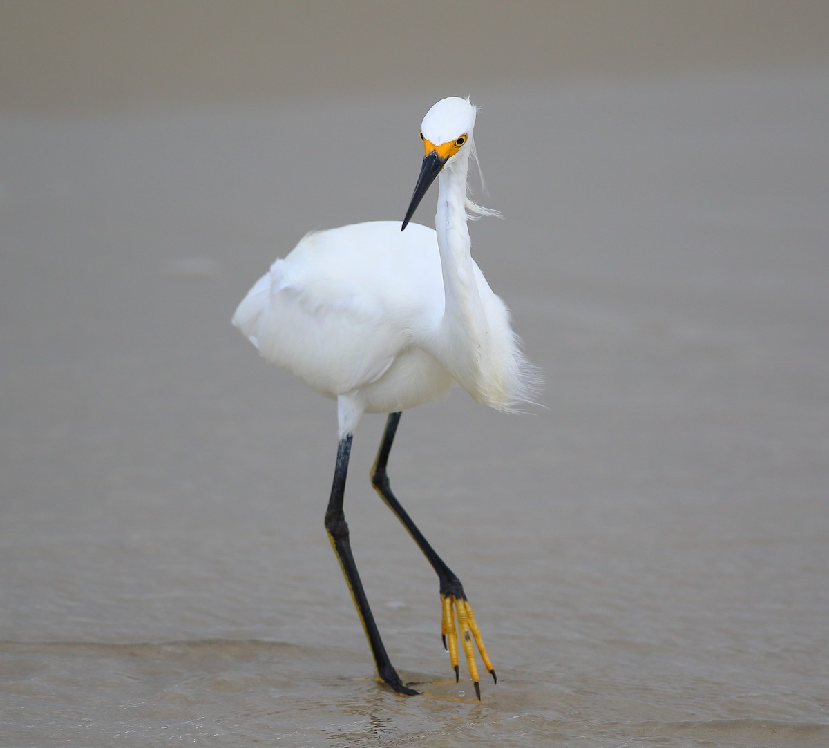 Snowy Egret - Bala Chennupati