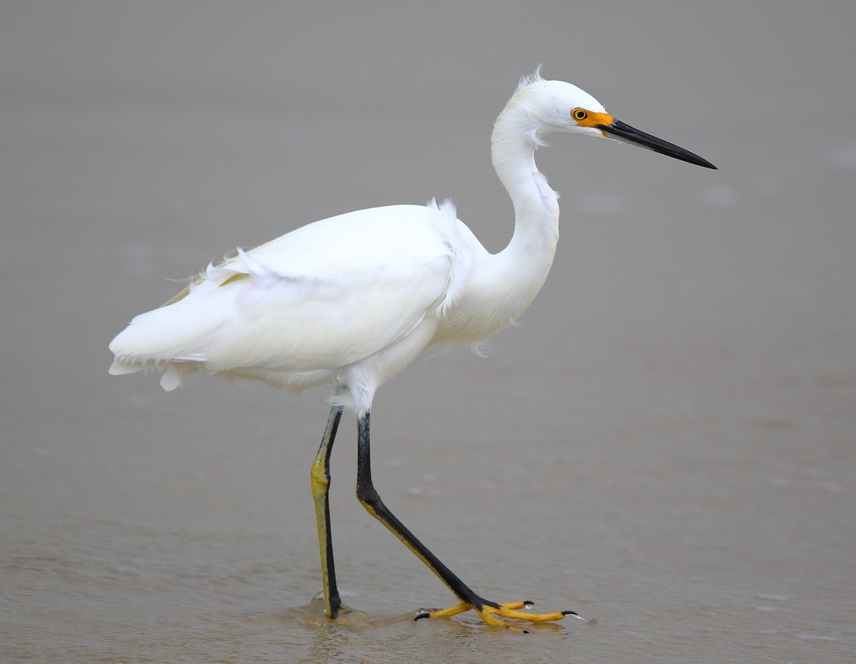 Snowy Egret - Bala Chennupati