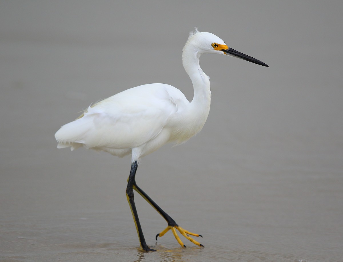 Snowy Egret - Bala Chennupati