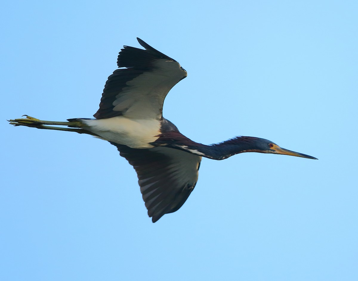 Tricolored Heron - ML183905971