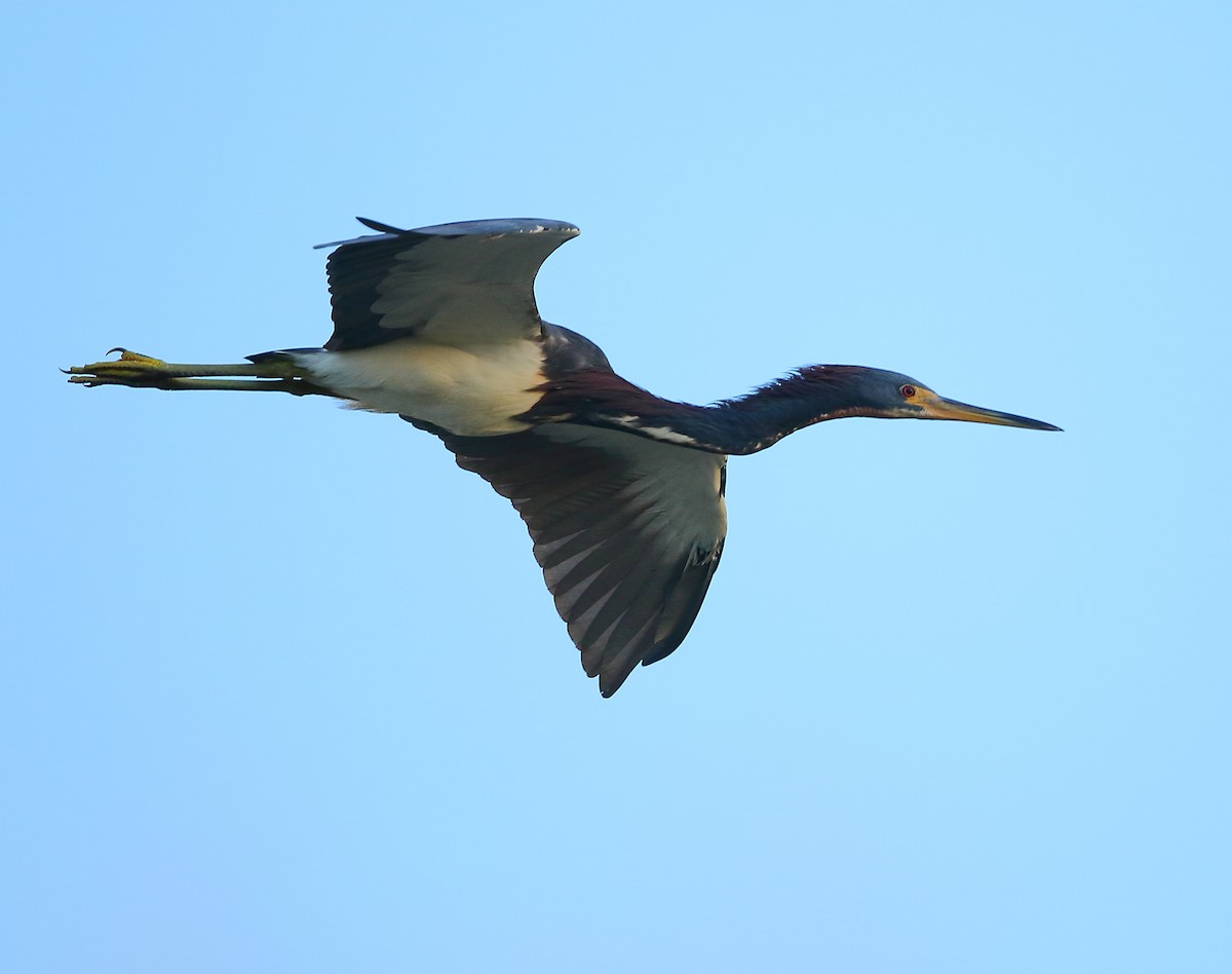 Tricolored Heron - ML183905981