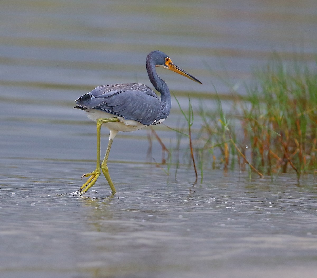 Tricolored Heron - ML183905991