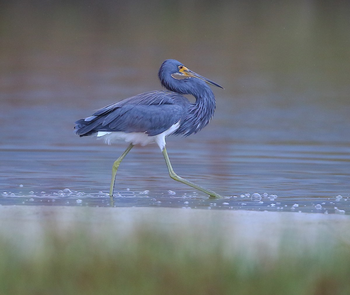 Tricolored Heron - ML183906001