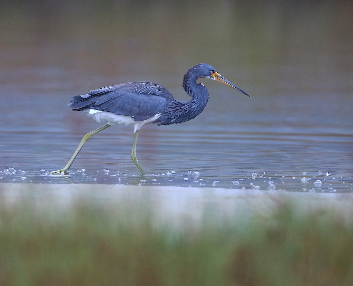 Tricolored Heron - ML183906021