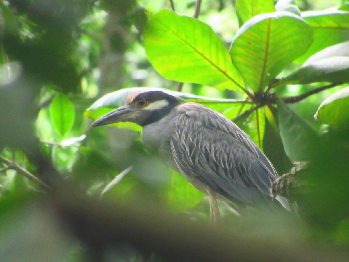 Yellow-crowned Night Heron - ML183906131