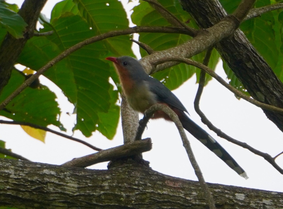 Red-billed Malkoha - ML183908001