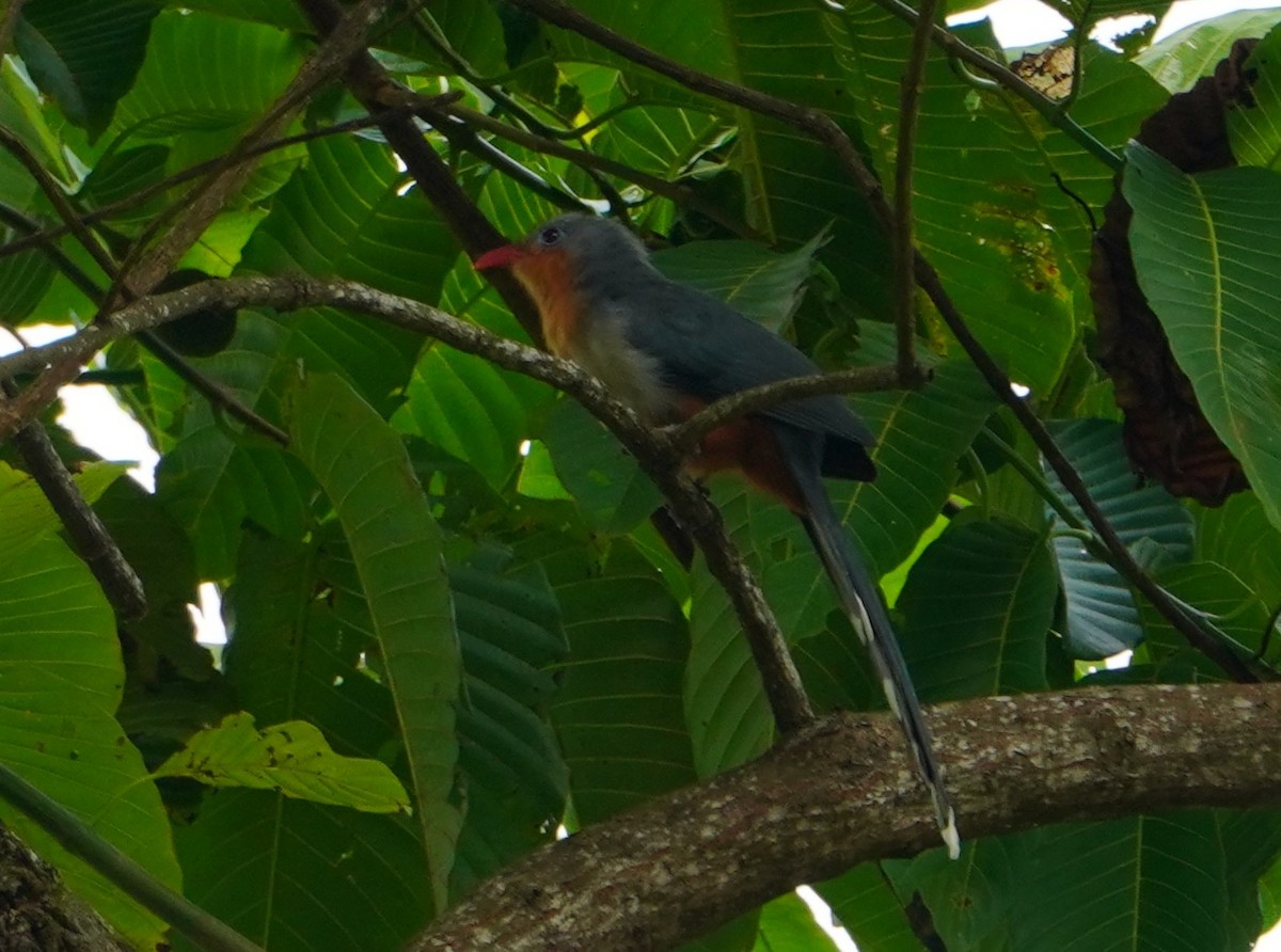 Red-billed Malkoha - ML183908011