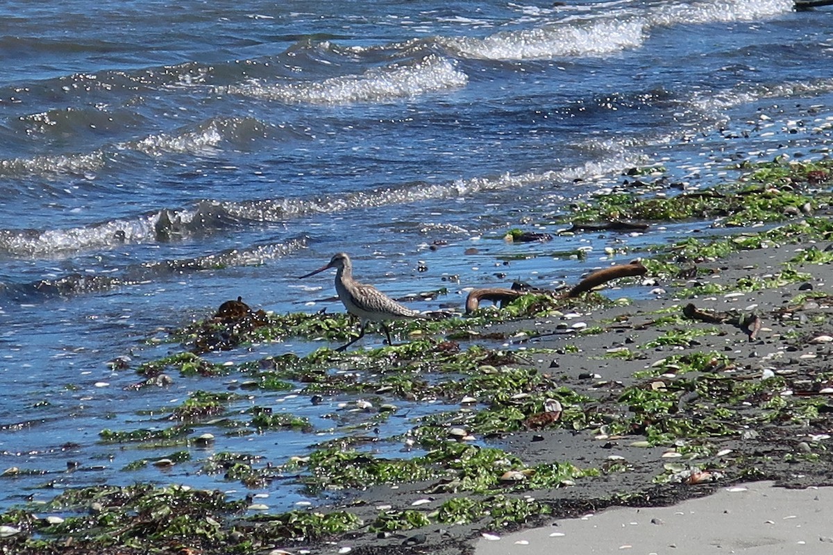 Bar-tailed Godwit - ML183909051