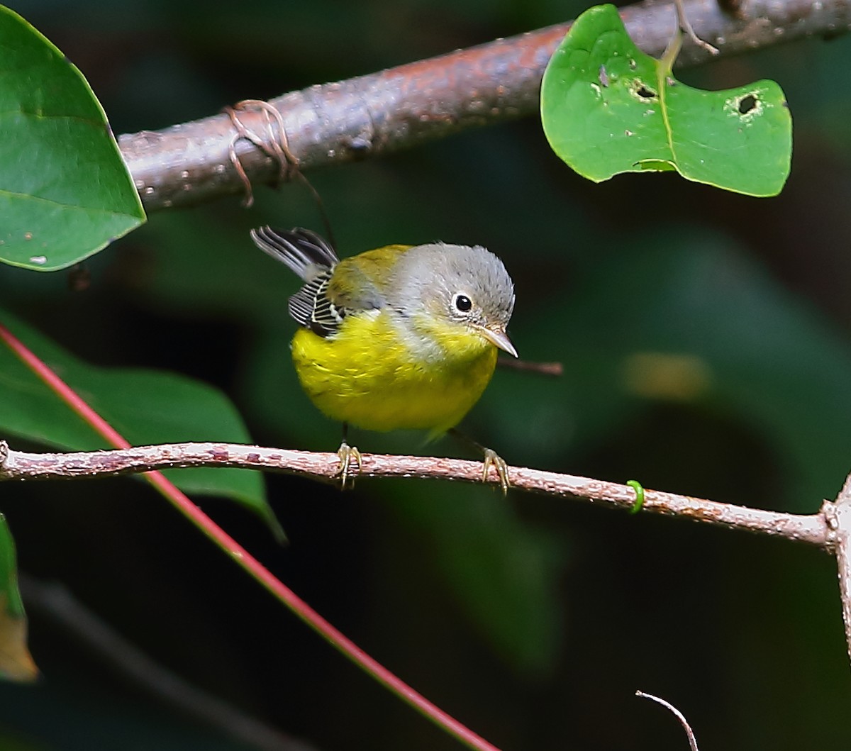 Magnolia Warbler - ML183910711