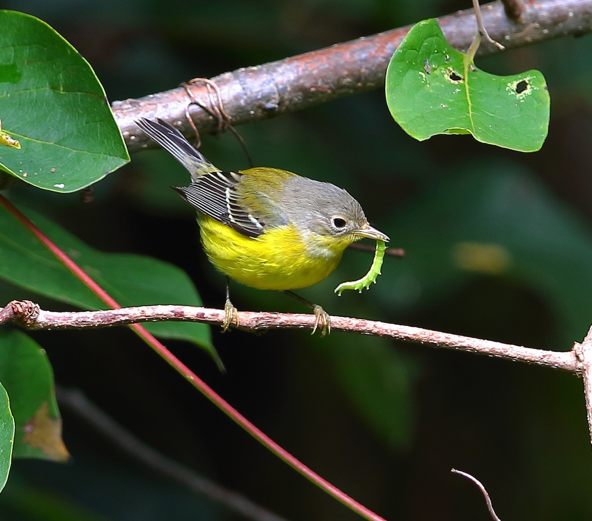 Magnolia Warbler - ML183910721