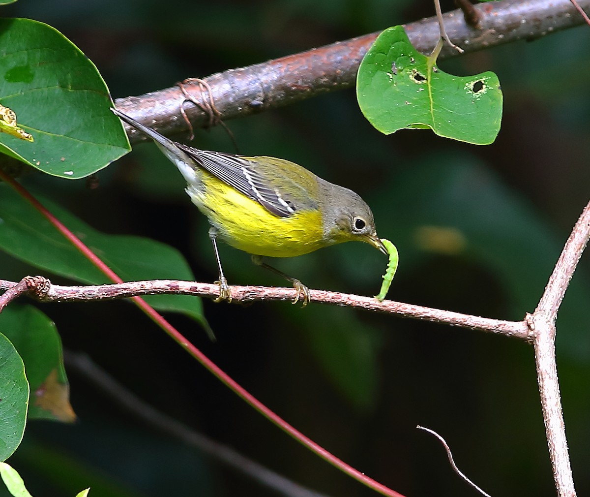 Magnolia Warbler - Bala Chennupati