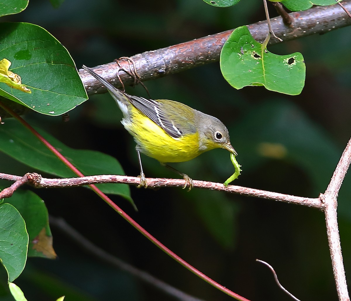 Magnolia Warbler - ML183910741