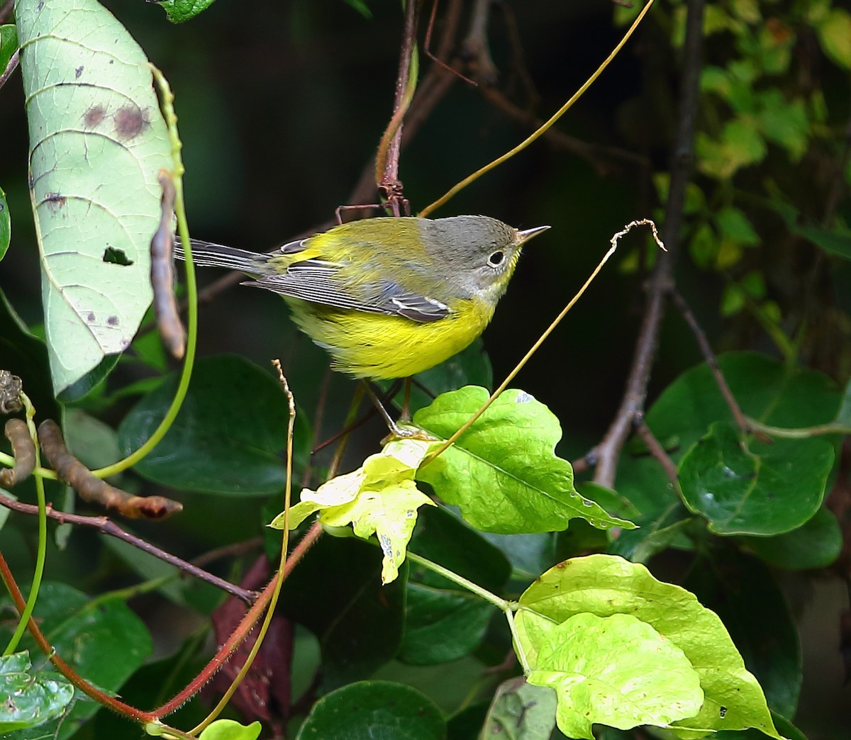 Magnolia Warbler - Bala Chennupati