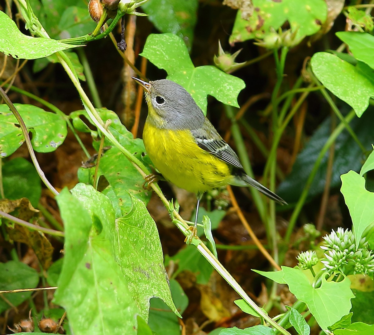 Magnolia Warbler - Bala Chennupati